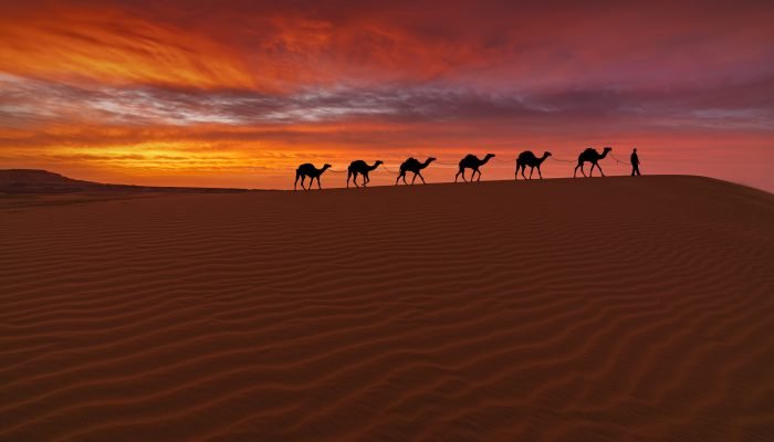 Camel caravan in the desert on a sand dune at sunset. Arid landscape of the Sahara desert