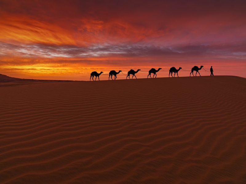 Camel caravan in the desert on a sand dune at sunset. Arid landscape of the Sahara desert